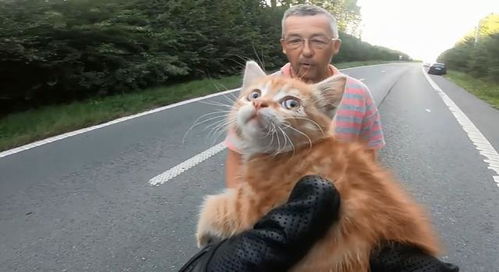 如果男子开车没注意,流浪猫就没救了 看到正面猫咪可爱了
