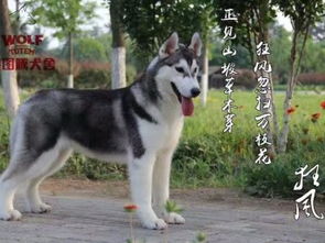图 狼图腾犬业年度繁殖巨献 狂风 谢谢观赏 北京宠物狗 