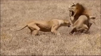 狮子VS – 