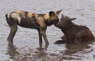 水中的小水牛被两只野狗当成皮筋扯来扯去