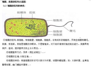 2018年长沙生地会考生物知识点 真菌和细菌 