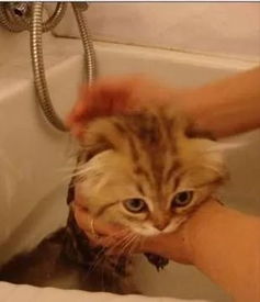 怎样正确给幼猫洗澡