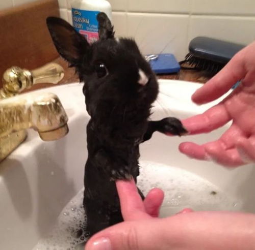 兔子太热了怎么办 兔子多久洗一次澡