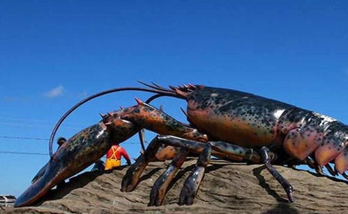 全球最大龙虾,体长1.2米重20公斤,每人敢吃