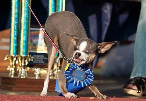 世界最丑的14只狗,第一丑奖金一万元