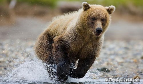辟谣 北极熊和阿拉斯加棕熊,究竟谁是最大的陆地食肉动物