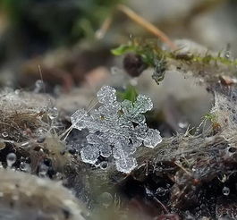 微焦镜头下的雪花