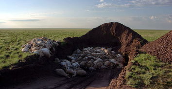 哈萨克 赛加羚羊 4天暴毙6万只 整片草原躺满屍体
