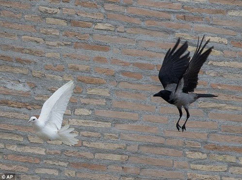 罗马教皇放飞两只和平鸽 被海鸥乌鸦围猎 