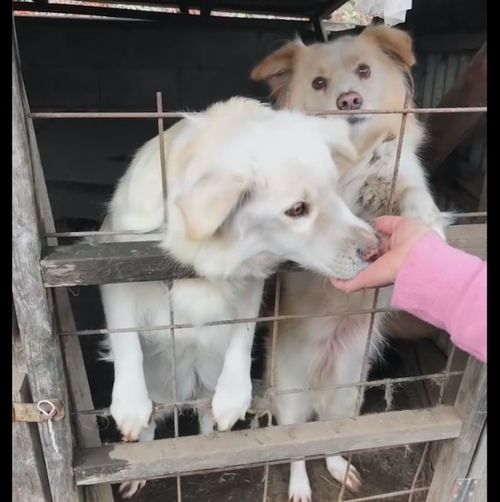 两只狗狗被关起来长达9年,小狗一出生就生活在此,绝望的囚禁