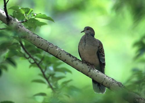 一般树林里常见的鸟类有哪些 
