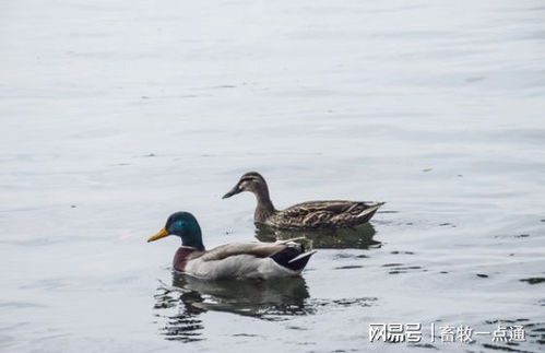 鸭场选址与规划中的隔离