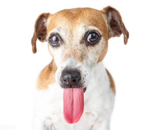 为什么狗狗总是伸着舌头呼吸 它的身体会散热吗