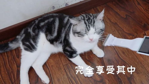 小猫咪 请你不要再吸我的吸尘器了 