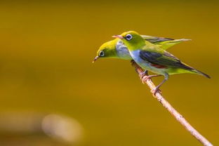 这是什么鸟 有两只像麻雀尾巴长嘴巴尖,比麻雀瘦一点 另外两只绿色的是什么鸟 