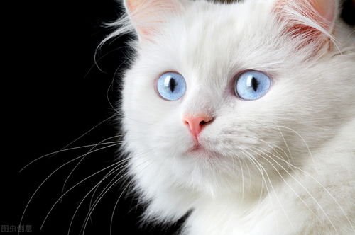 东莞到上饶一只蓝眼白猫的托运流程