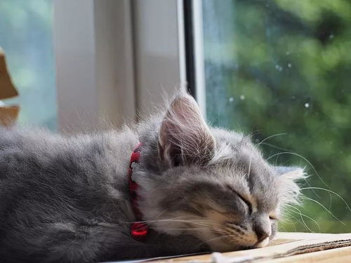 猫咪那么爱睡觉是咋回事 睡觉时身体会抖真的在做梦吗