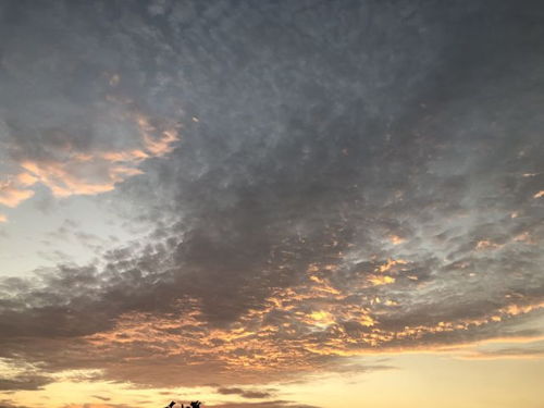 今日夏至,老话说 夏至备一宝,四季无烦恼 ,指的是什么