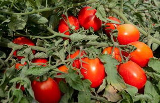 8月种西红柿是不是晚了 8一9月适合种什么蔬菜
