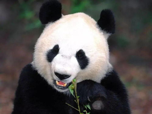 杀一只大熊猫会判死刑吗