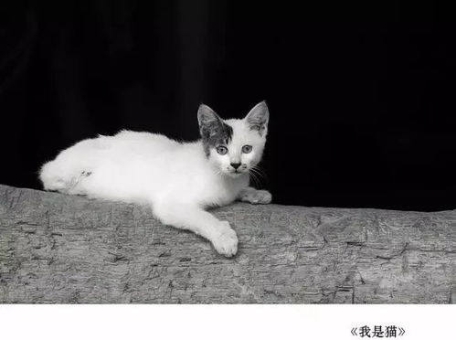 夏目漱石的猫 搜狗图片搜索