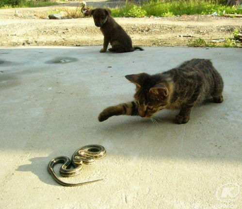 猫为什么不怕蛇 猫的这个优势让它处于不败之地 