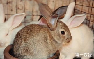 怎么养肉兔 肉兔的饲养方法