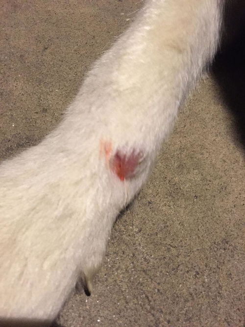 狗狗的手上掉了一块毛,掉毛的位置有点红肿,还流血是什么问题 