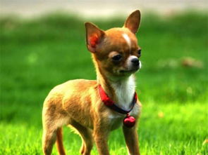 吉娃娃是体型较小的狗狗,动作敏捷,以可爱的长相深受人们喜欢