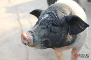 2019年猪是什么命 属猪人的婚姻和命运