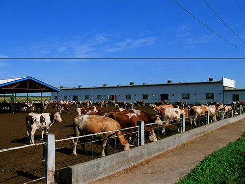 牛场选址需要注意哪些问题,在农村弄一个养牛场，需多少资金，需哪些设备，怎么出售