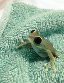 史上最萌超级大眼小树蛙,会把你融化成一滩水 