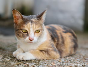 猫的晚年有6种变化,9岁后的猫会换一种活法,害怕被主人忽略