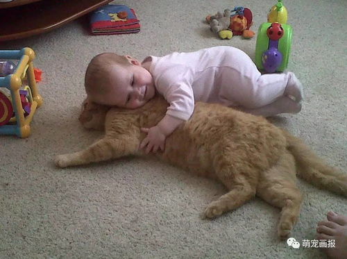 猫咪和小朋友在一起的温馨画面 