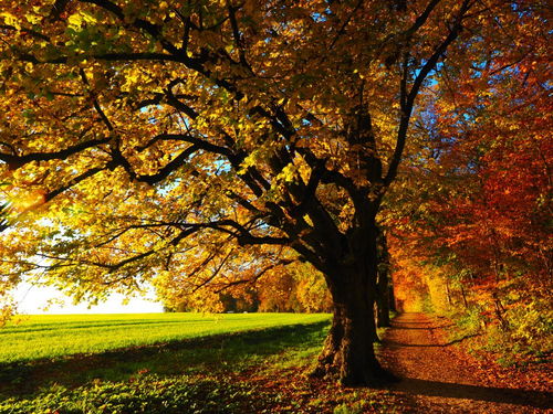 秋季适合去哪旅游,秋天去哪里旅游最好！
