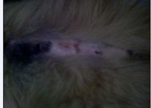 3个月小狗吃什么维生素可以让掉毛的皮肤长毛 