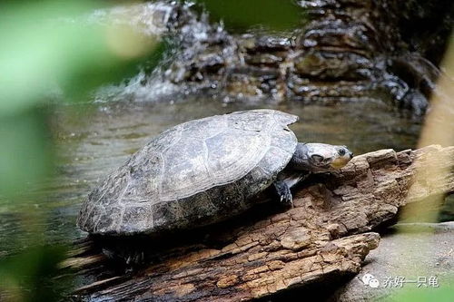 关于水龟饲养的6种环境简单介绍