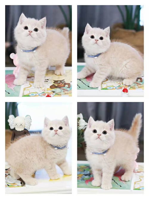 图 郑州优质幼猫 靠谱猫舍出售 加菲猫 郑州宠物猫 