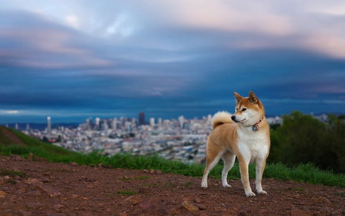 柴犬电脑壁纸高清 搜狗图片搜索