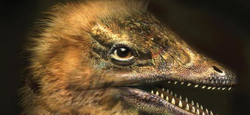 鸡蛋孵出恐龙了 耶鲁大学和哈佛大学的科学家让鸡长出恐龙的脸