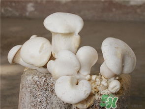白灵菇，白灵菇的功效与作用