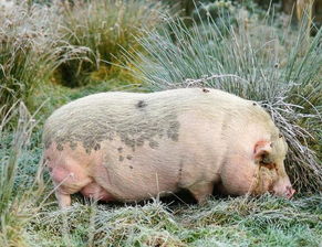 一头猪大概多少斤 养猪50只一年赚多少钱