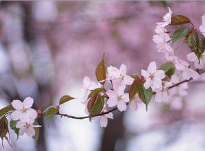 怎样躲避烂桃花