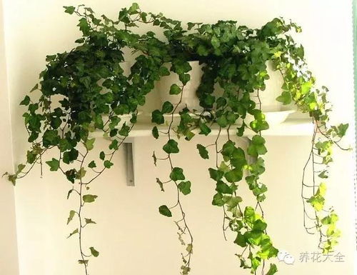11款能爬满墙壁的室内绿植,四季常青,太赞了