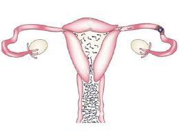 输卵管？请问卵巢和输卵管的区别是什么