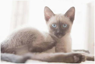 暹罗猫小猫多少钱一只,暹罗猫好养吗