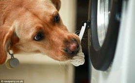 犬用声控洗衣机 聪明狗狗可帮主人洗衣 组图 