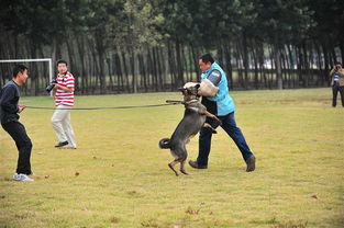 青岛训犬哪家好 