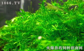 养殖水晶虾需要什么水草,水晶虾缸养什么草