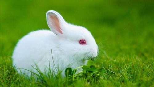 十二生肖生肖兔,不同年份出生,性格有什么不同
